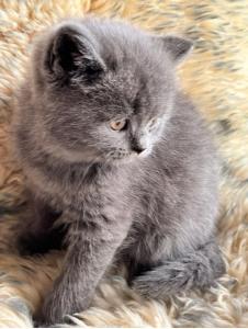 BKH Kitten Katzenbaby Kätzchen Blue Katze Kater Lilac Point