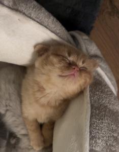 BKH/Scottish Fold Kitten