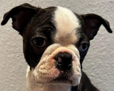 Boston Terrier Welpen Rüde, Charlie sucht noch seine neuen Lieblingsmenschen