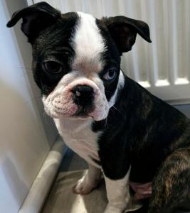 Boston Terrier Welpen Rüde, Charlie sucht noch seine neuen Lieblingsmenschen