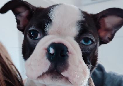 Boston Terrier Welpen Rüde, Charlie sucht noch seine neuen Lieblingsmenschen