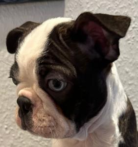 Boston Terrier Welpen Rüde, Charlie sucht noch seine neuen Lieblingsmenschen