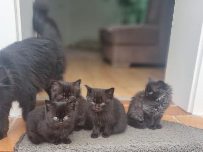 Katzenbabys ab sofort in ein liebevolles Zuhause abzugeben