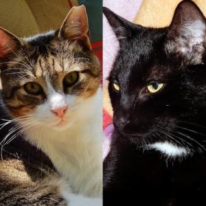 KLAUSI & EDDIE - Eine deutsch-griechische Männerfreundschaft auf der Suche nach ihrem Zuhause.