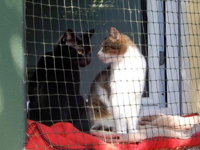 KLAUSI & EDDIE - Eine deutsch-griechische Männerfreundschaft auf der Suche nach ihrem Zuhause.