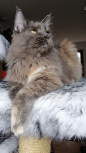 Maine Coon Katze m. Stammbaum und kastriert sucht neues Zuhause