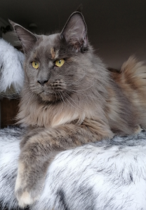 Maine Coon Katze m. Stammbaum und kastriert sucht neues Zuhause