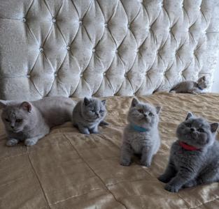 Wir haben 5 schöne Kätzchen zur Verfügung.