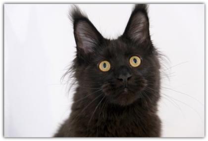Wunderschöne Maine Coon Kätzchen black solid