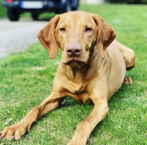 Willi sucht einen neuen Wirkungskreis