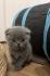BKH/Scottish Fold Kitten