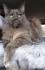 Maine Coon Katze m. Stammbaum und kastriert sucht neues Zuhause