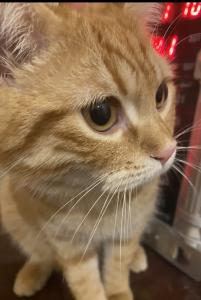 Junger red tabby cat sucht neues Zuhause