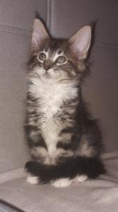 Maine Coon Kitten Junge