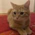 Junger red tabby cat sucht neues Zuhause