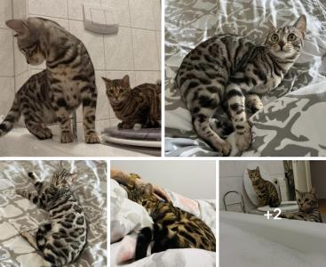 2 süße Bengal Geschwister Katzen suchen liebevolle Familie !