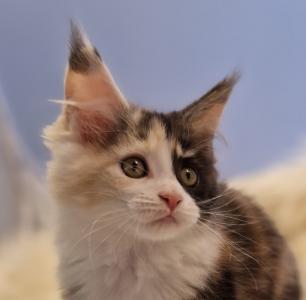 Maine Coon Kitten suchen Personal