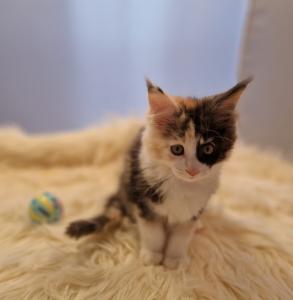 Maine Coon Kitten suchen Personal