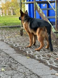 Reinrassiger Deutscher Schäferhund Junghund Rüde 1 Jahr alt