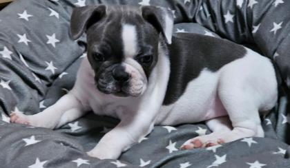 Französische Bulldogge Welpen Geboren 05.12.23 geboren