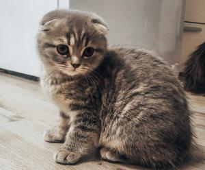 3 Monate junges BKH/Scottish Fold mix