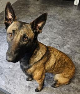 Malinois Hündin, Junghund