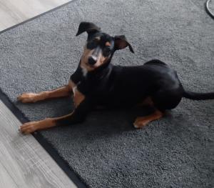 Zwergpinscher