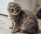 3 Monate junges BKH/Scottish Fold mix