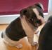 Französische Bulldogge Welpen Geboren 05.12.23 geboren