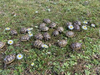 Griechische Landschildkröten NZ 2023