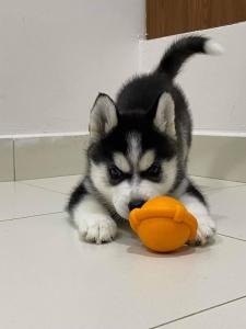 Husky Welpen suchen neues zuhause