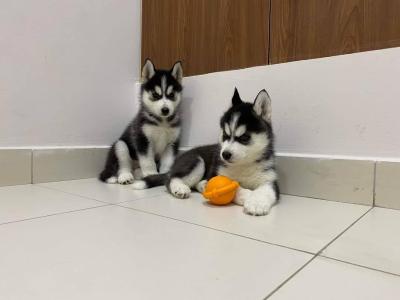 Husky Welpen suchen neues zuhause