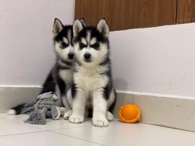 Husky Welpen suchen neues zuhause