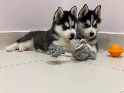 Husky Welpen suchen neues zuhause