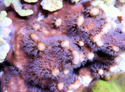 Korallenableger- Heliopora coerulea