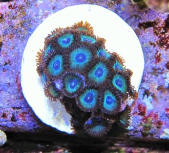 Korallenableger- Meerwasser- Zoanthus 