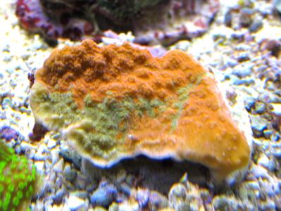 Korallenableger- Montipora foliosa 