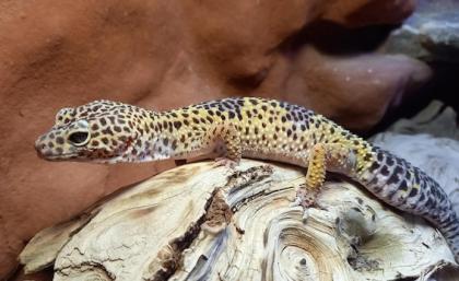 Leopardgecko Weibchen sucht Gesellschaft