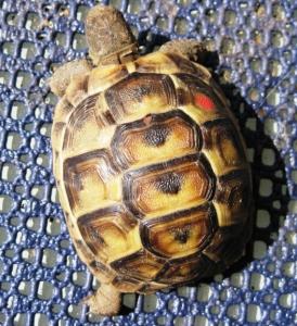 maurische Landschildkröten
