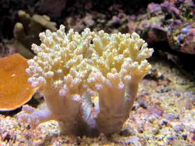 Meerwasser- Korallenableger- Sinularia notantum