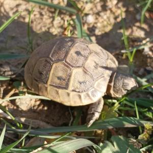 Schildkröte Maurische Landschildkröten (NZ 2023)