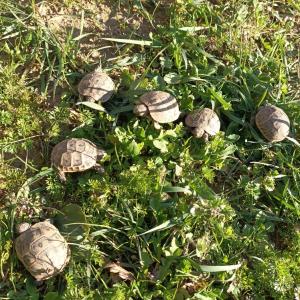 Schildkröte Maurische Landschildkröten (NZ 2023)
