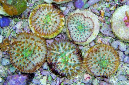 Korallenableger- Cycloseris fralinae Pilzkoralle