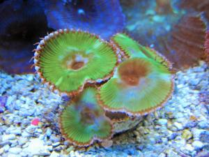 Meerwasser-Korallenableger- Palythoa grandis