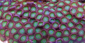 Korallenableger- Meerwasser- Zoanthus 
