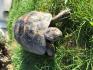 grieschiche Landschildkröte, männl., 10 Jahre alt
