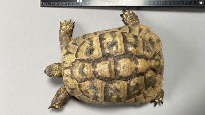 3x adulte, griechische Landschildkröten (21 und 22 Jahre alt!) zu verkaufen