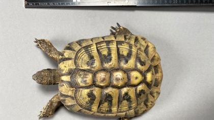 3x adulte, griechische Landschildkröten (21 und 22 Jahre alt!) zu verkaufen