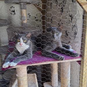 Auf der Suche nach einem liebevollen Zuhause: Zwei besondere Katzen suchen gemeinsam ein neues Zuhause!