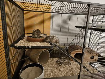 Degu Gruppe abzugeben